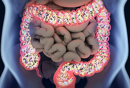 How Your Gut Health Affects Your Whole Body